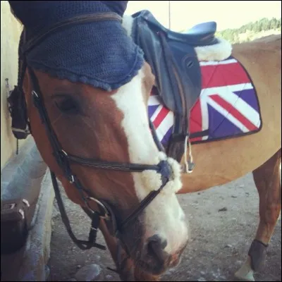 Qu'est-ce qu´une jument bréhaigne ?