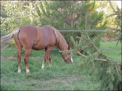 Qu´est-ce qu´un vessigon ?