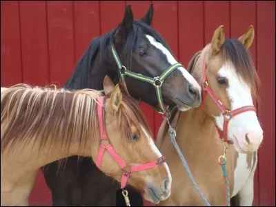 Maintenant, une race pour changer. Je suis ...