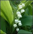 Quelle est cette fleur ?