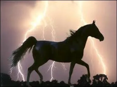 Un poney sans un seul poil blanc ...