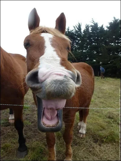 Pour que ton poney ouvre la bouche quand tu le brides ...