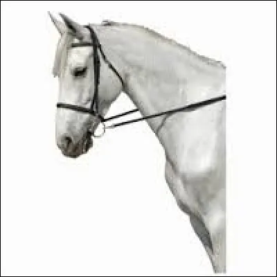 La têtière est ...