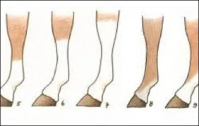 Une balzane qui monte très haut est ...