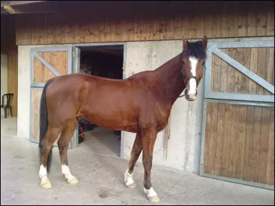 Que nomme-t-on la robe du cheval ?