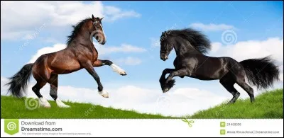 O&ugrave; se situe le boulet ?