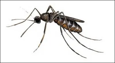 Comment dit-on "moustique" en japonais ?