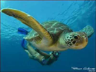 Comment dit-on "tortue" en japonais ?