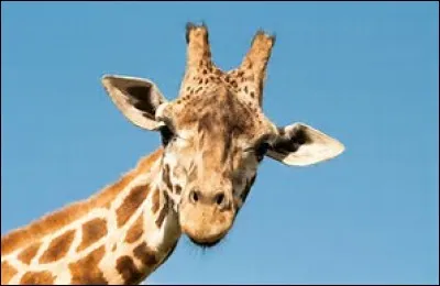Comment dit-on "girafe" en japonais ?