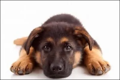 Comment dit-on "chien" en japonais ?