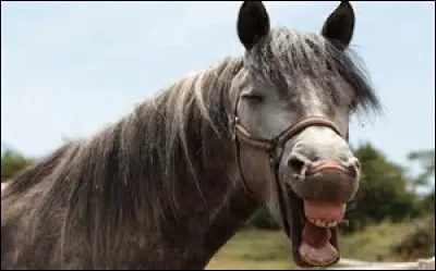 Comment dit-on "cheval" en japonais ?