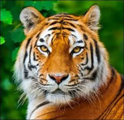 Comment dit-on "tigre" en japonais ?