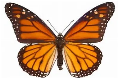 Comment dit-on "papillon" en japonais ?