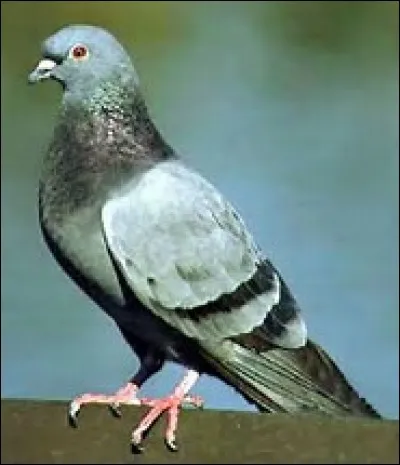 Comment dit-on "pigeon" en japonais ?