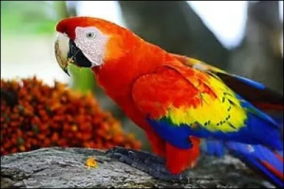 Comment dit-on "perroquet" en japonais ?