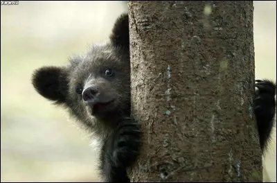 Trouvez le bon proverbe !