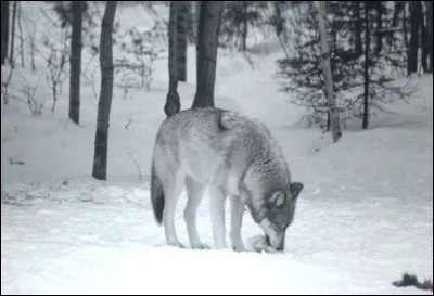 Trouvez le titre d'une chanson !