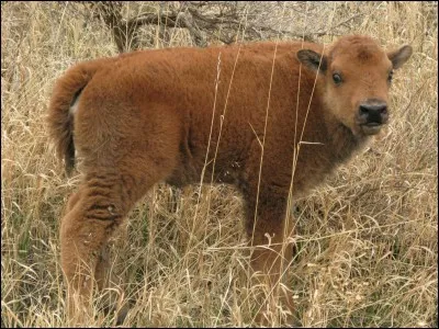 Identifiez l'animal et vous trouverez cette expression !