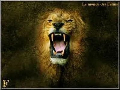 Ce soir, on est dans la merde ! Les lions sont fâchés !