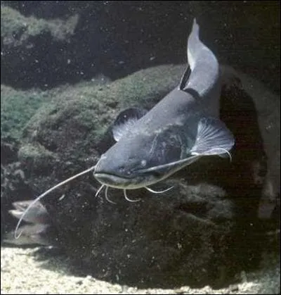 Quel est ce poisson ?