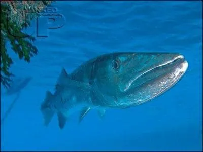 Quel est ce poisson ?