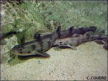 Quel est ce poisson ?