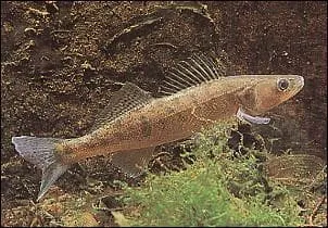 Quel est ce poisson?