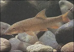 Quel est ce poisson ?