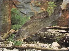 Quel est ce poisson ?