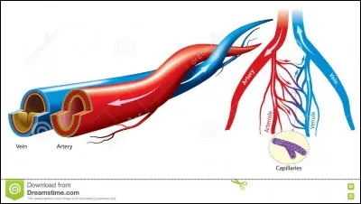De quel veine de son corps parle-t-il tout le temps ?