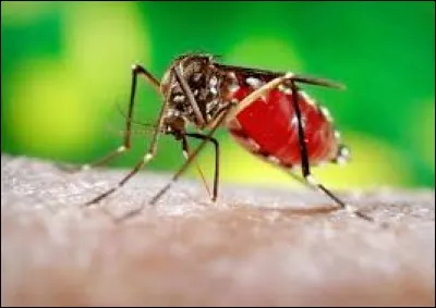 Que provoque le virus Zika chez le nourrisson lorsque la mère a été piquée pendant la grossesse ?