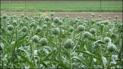 Qu'est-ce qui se mange dans l'artichaut ?