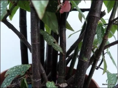 Qu'est-ce qu'un bégonia bambou?