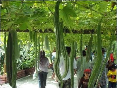 De quel nom, dû à son originale ressemblance, est baptisée cette plante?