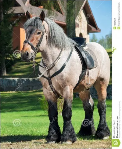 Quelle est la race de ce cheval ?