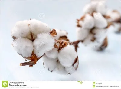 Lesquels de ces pays sont producteurs de coton ?