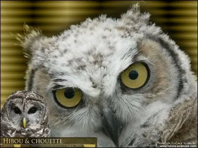Est-ce que le hibou est le mâle de la chouette ?