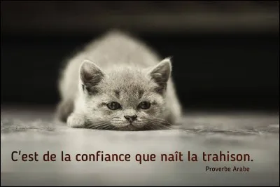 Quelle est la phrase qui se rapproche le plus du proverbe proposé ? Un bienfait n'est jamais perdu.