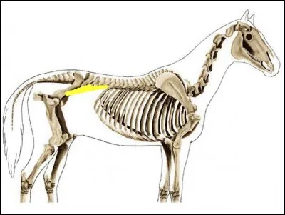 Comment se nomme ce muscle de l'arrière-main ?