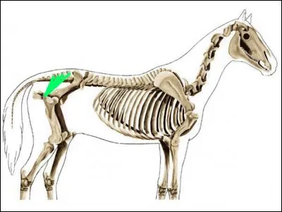 Quel est le nom de ce muscle de l'arrière-main ?