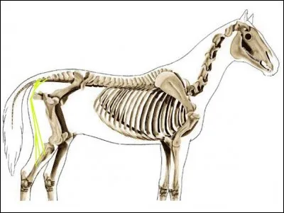 Quels sont ces muscles de l'arrière-main ?