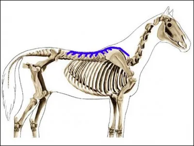 Quel est ce muscle du dos ?