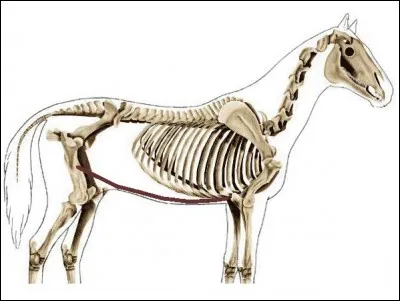 Comment se nomme ce muscle ?