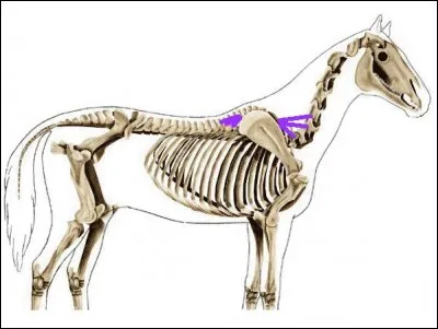 Quel est le nom de ce muscle de l'avant-main ?