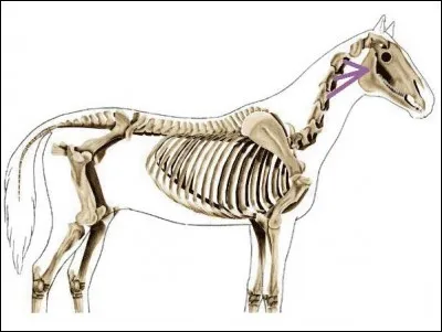 Quel est ce muscle de l'encolure ?