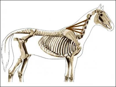 Quel est le nom de ce muscle de l'encolure ?