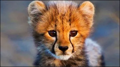 Si tu devais être un animal, dans quel corps ne pourrais-tu pas survivre ?