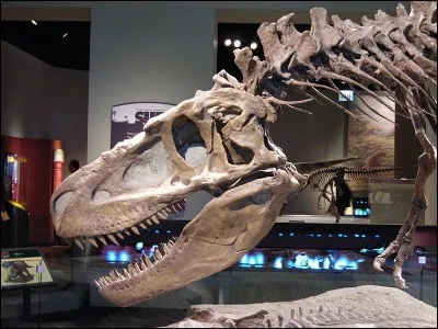 Quelle taille atteignait la hauteur du cr&acirc;ne de Daspletosaurus ?