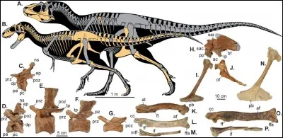 Lythronax est-il le plus ancien ou le plus r&eacute;cent des tyrannosaurid&eacute;s ?