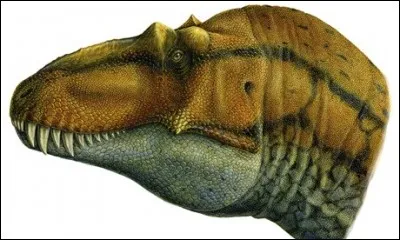 Le cr&acirc;ne de Lythronax &eacute;tait large par rapport &agrave; sa longueur.